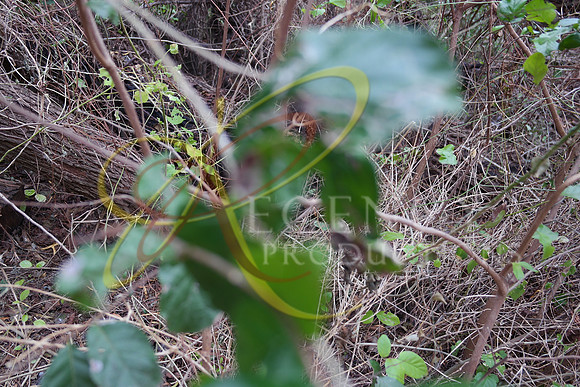 SAM_0062