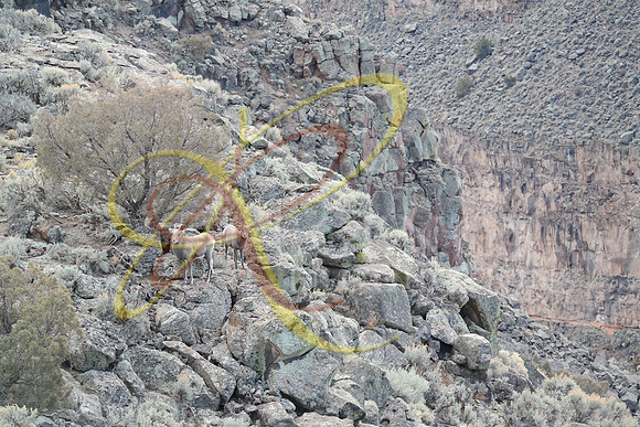 New Mexico183
