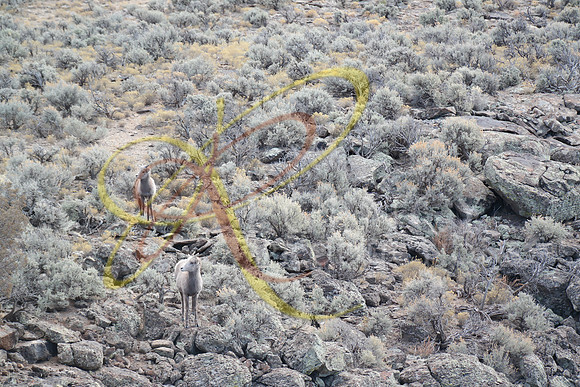 New Mexico172