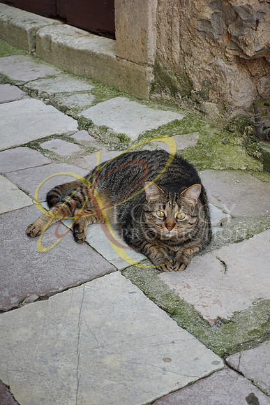 DSC00291